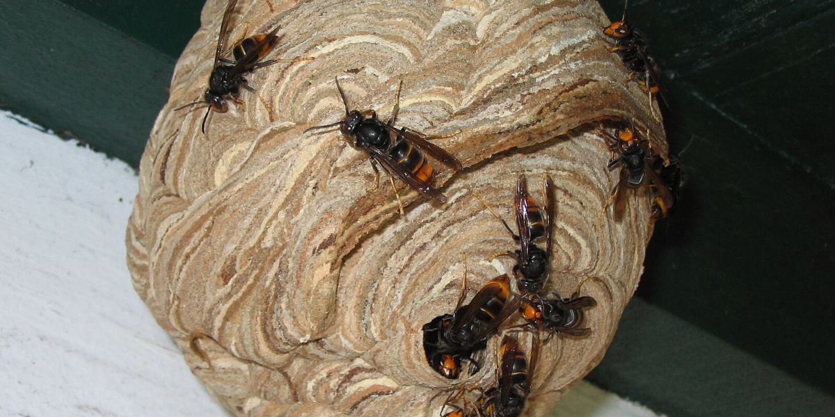 ÉLIMINATION DE NIDS DE FRELONS ET CHENILLES